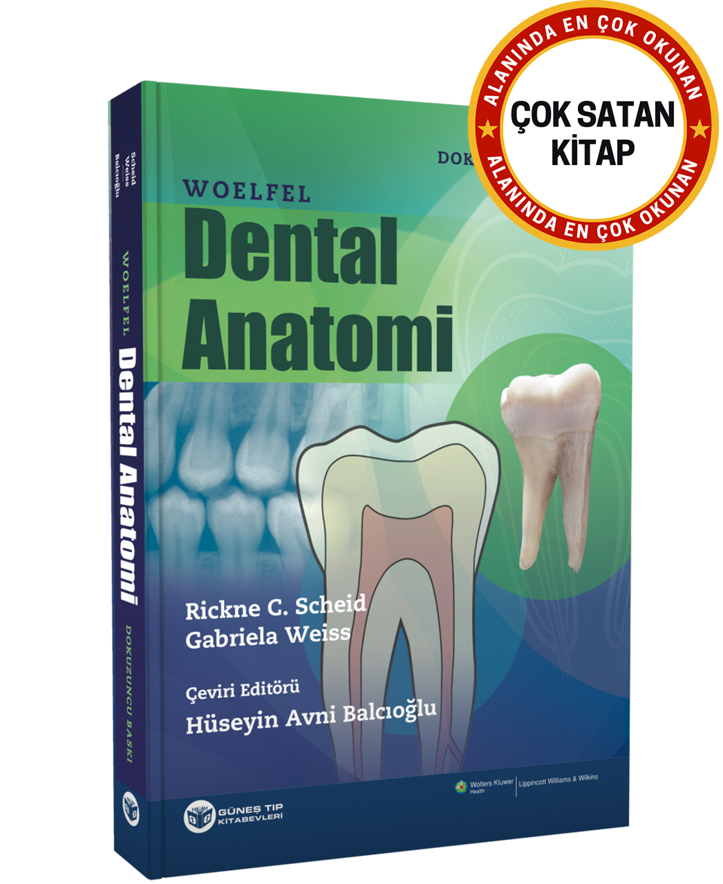 Woelfel Dental Anatomi