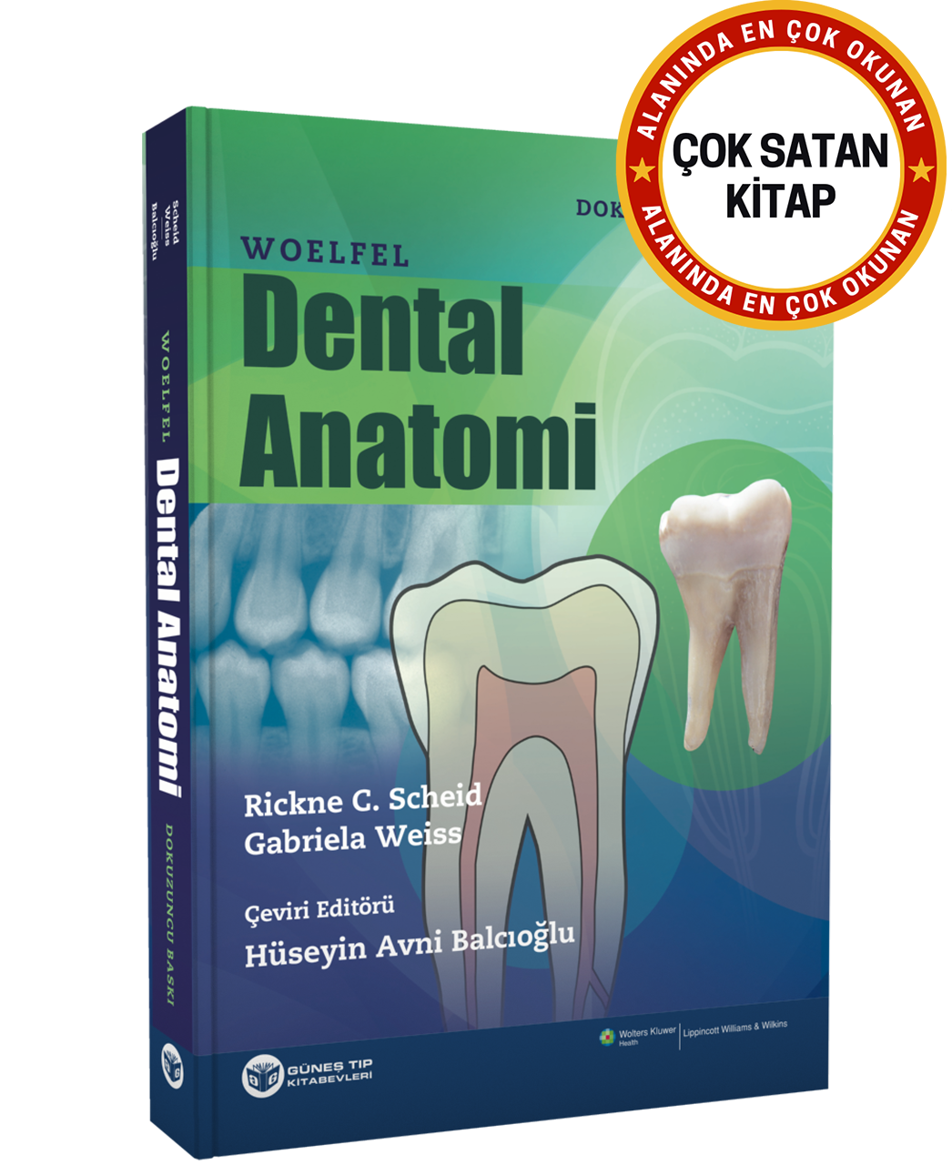 Woelfel Dental Anatomi