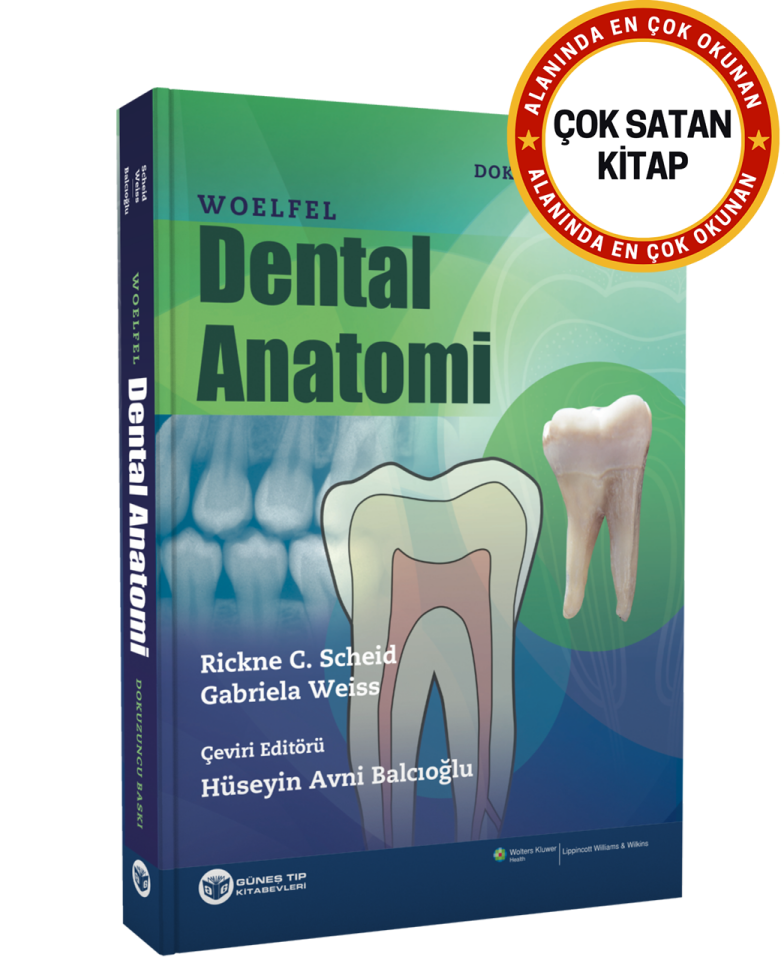 Woelfel Dental Anatomi