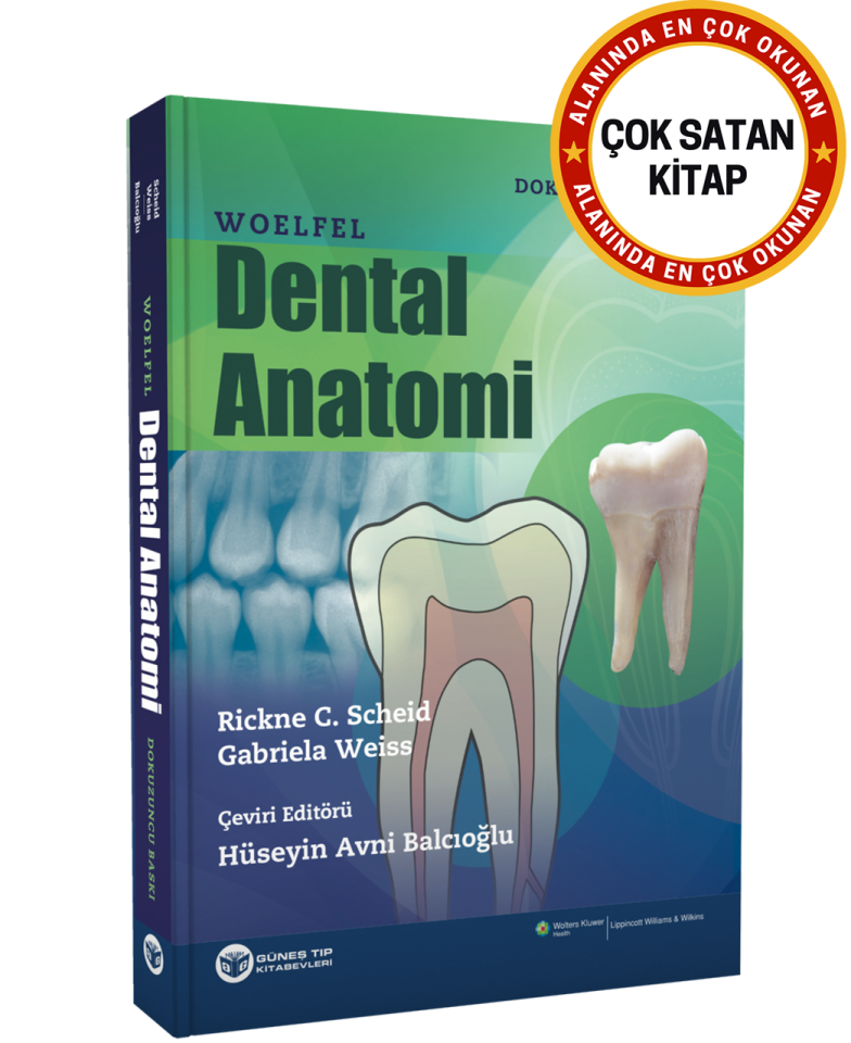 Woelfel Dental Anatomi