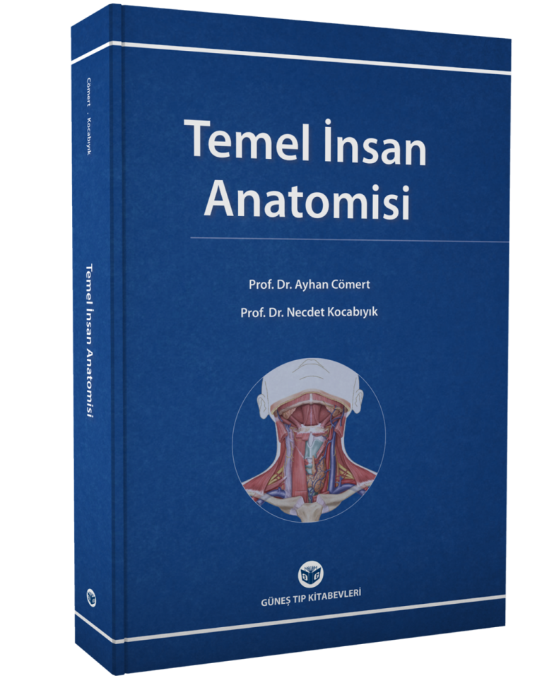 Temel İnsan Anatomisi