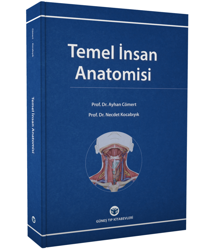 Temel İnsan Anatomisi